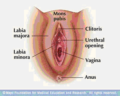 Internal female organs: